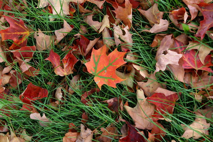 Photo Hunt-Fallen Leaves