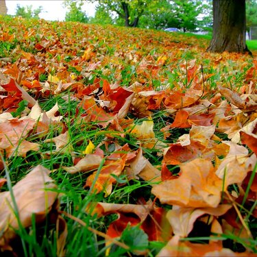 Photo Hunt-Fallen Leaves