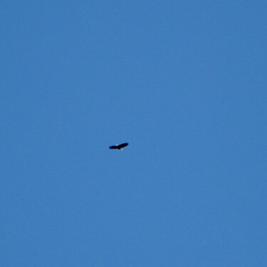 Bald Eagle in the air