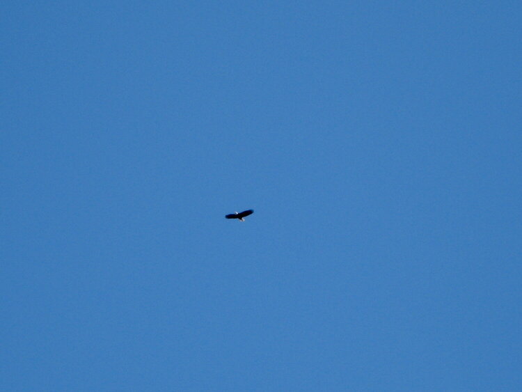 Bald Eagle in the air