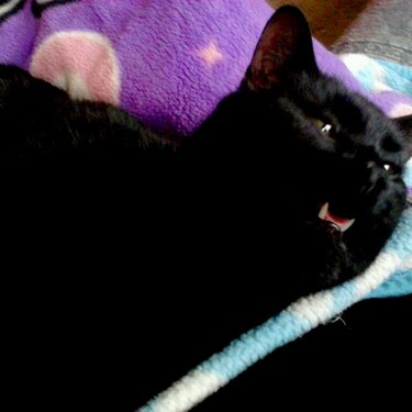 My Vampire Kitty Rango!