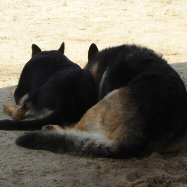 Sedona and Harley