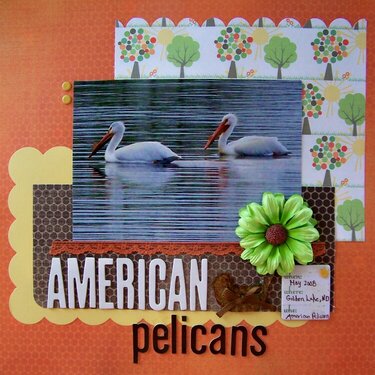 American Pelicans