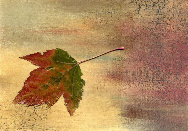 Maple leaf card