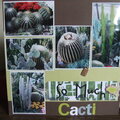So Much Cacti