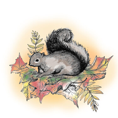 Squirrel / Fall