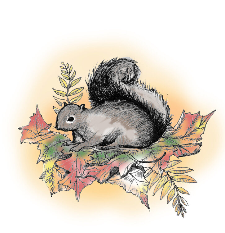 Squirrel / Fall