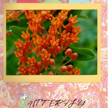 Butterfly Flower Pg 1