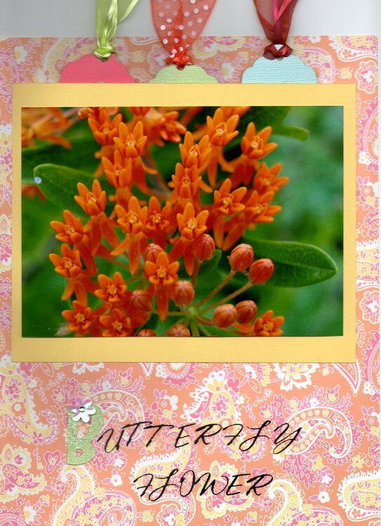 Butterfly Flower Pg 1