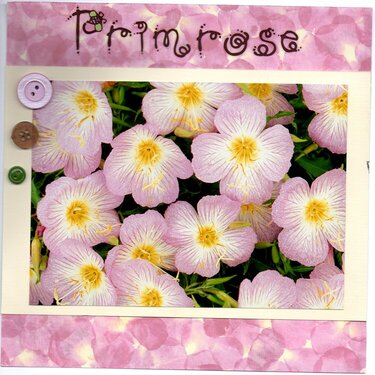 Primrose