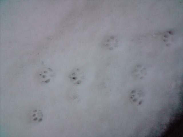 fi fi our cat orints in the snow