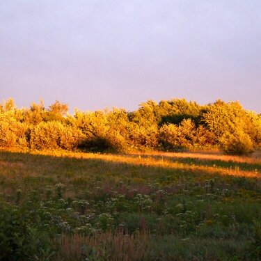 Field of Gold