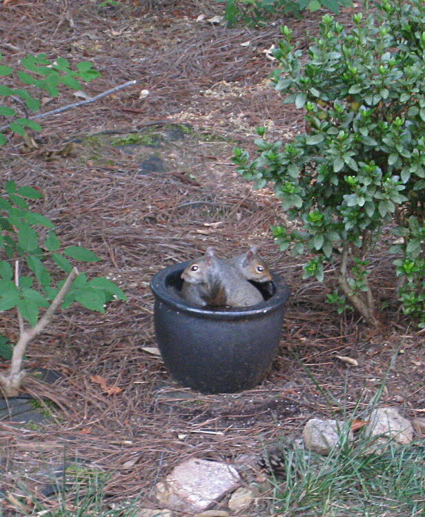 6/9 POD Fertile spring planting