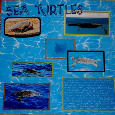 Honu Sea turtles