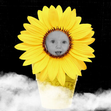 My Sunflower