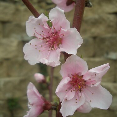 peach tree flowers