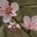 Peach Flowers