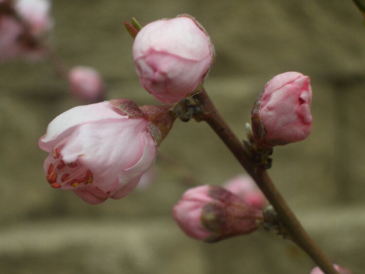 Peach Flowers Blooming