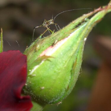 Rose and Bug