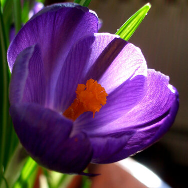 Crocus Bulb