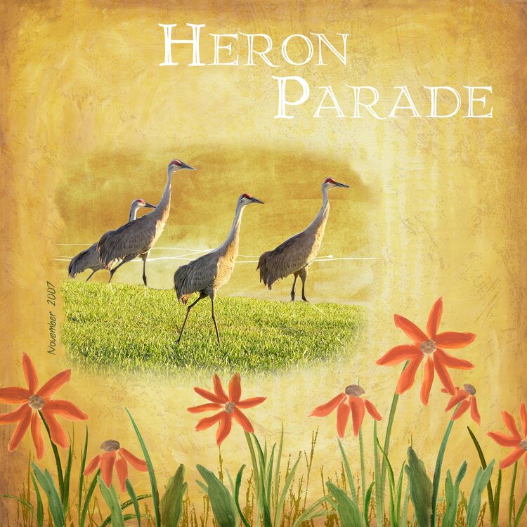 Heron Parade