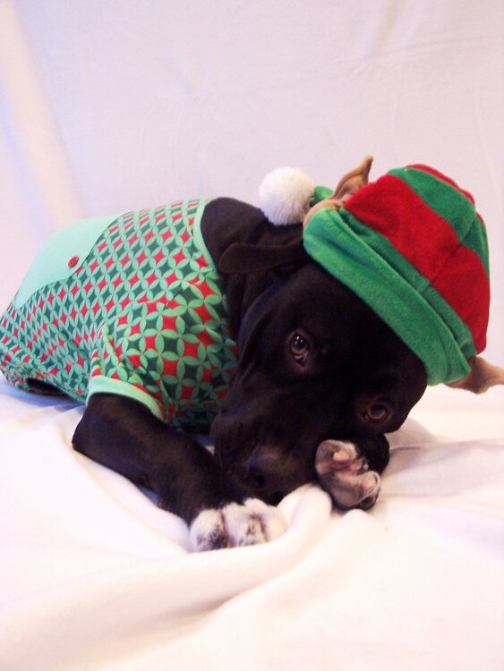 Bella rose in her christmas jammies