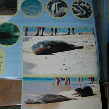 Seals #1