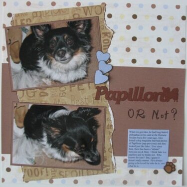 Papillon OR Not?