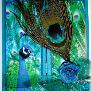 Peacock Box Card