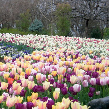 Dallas Arboretum Tulips