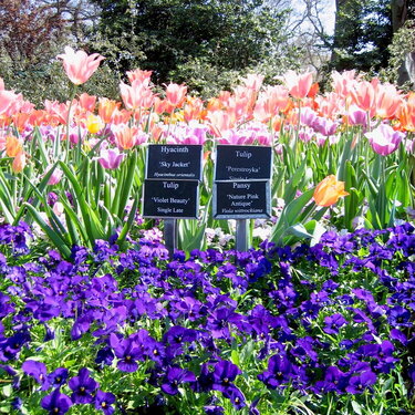 Arboretum flowers