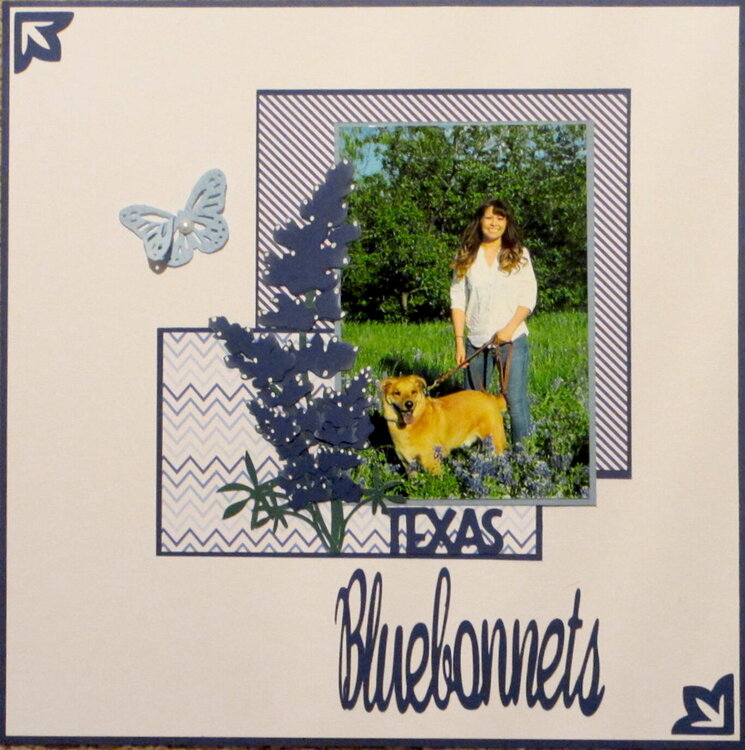 Texas Bluebonnets