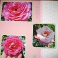 Roses page 2