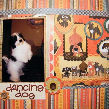 Houdini-the dancing dog