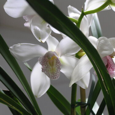 My orchids