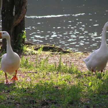 Not sure if these are ducks???