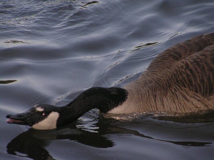 Nasty Nasty Goose