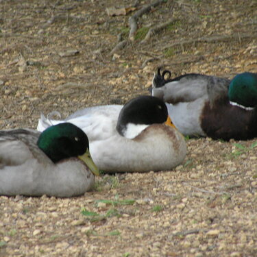 Getting my ducks in a row