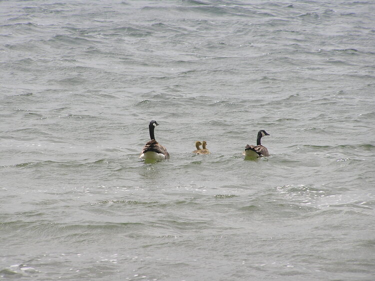 Canadian Geese