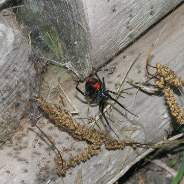 Black widow &amp; babies- enlarge this its CRAZY
