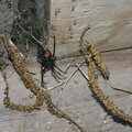 Black widow & babies- enlarge this its CRAZY