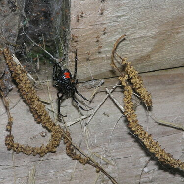 Black widow &amp; babies- enlarge this its CRAZY