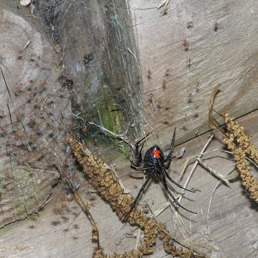 Black widow &amp; babies- enlarge this its CRAZY