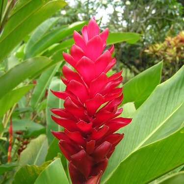 Flower in Fiji