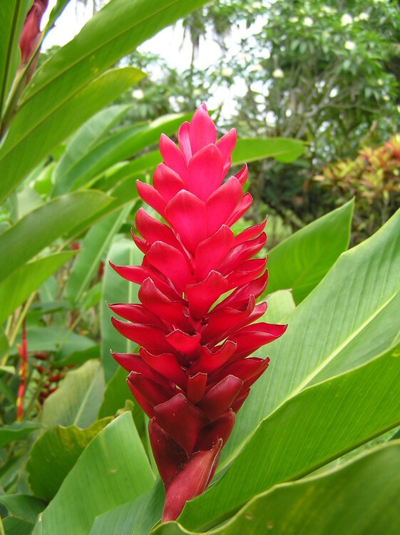 Flower in Fiji