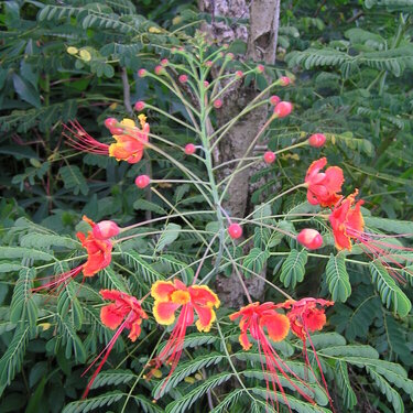 Flowers in Fiji-