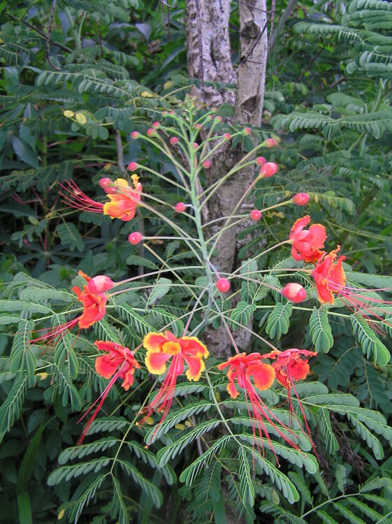 Flowers in Fiji-
