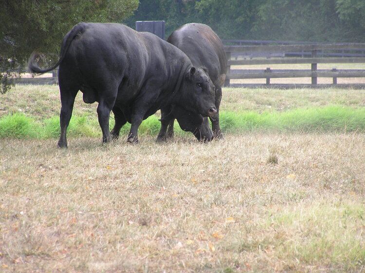 Bullfighting