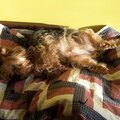 Rocky sunbathing