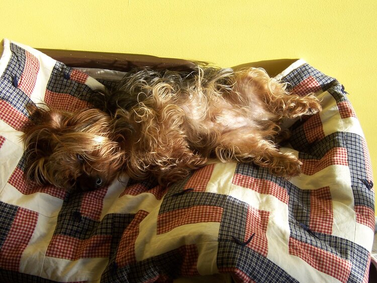 Rocky sunbathing